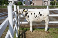 WF[hVbvuAeBW[mEWFeAv̎q